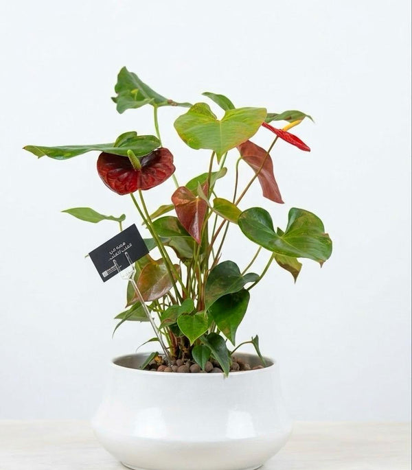 Anthurium Premium White Ceramic Planter