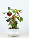 Anthurium Premium White Ceramic Planter