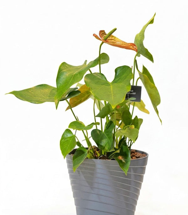 Anthurium Classic Plastic Planter