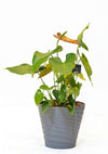 Anthurium Classic Plastic Planter