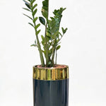Zamioculcas Classic Plastic Planter