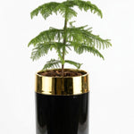 Araucaria Premium Polyresin Planter