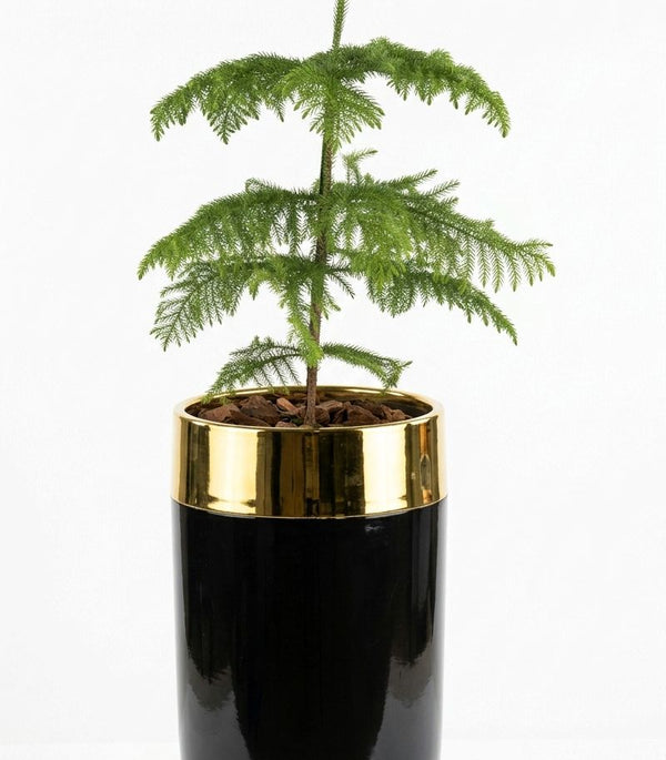 Araucaria Premium Polyresin Planter