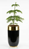 Araucaria Premium Polyresin Planter