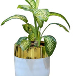 Dieffenbachia Premium Polyresin Planter