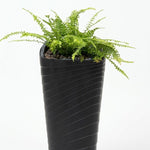 Nephrolepis Classic Plastic Planter