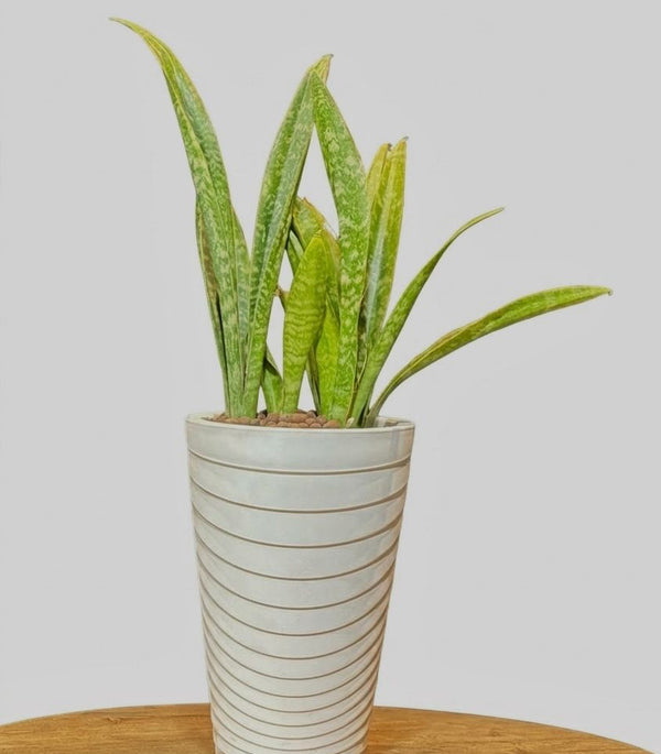 Sansevieria Classic Plastic Planter