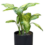Dieffenbachia Classic Plastic Planter