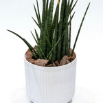 Sansevieria Cylindrica Classic Plastic Planter