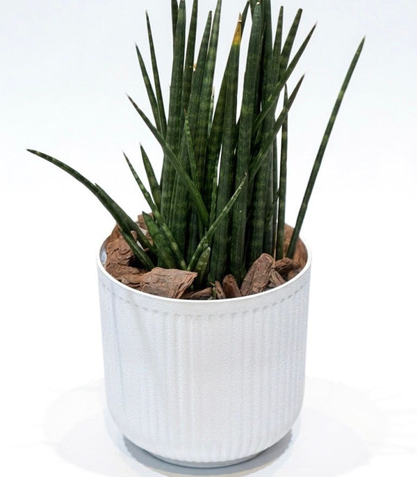 Sansevieria Cylindrica Classic Plastic Planter