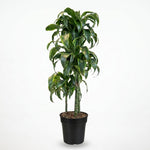 Dracaena fr. Janet