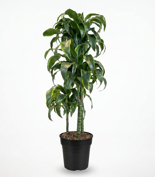 Dracaena fr. Janet