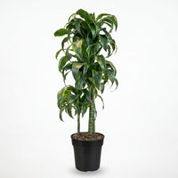 Dracaena fr. Janet