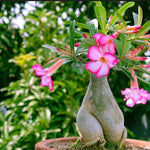 Adenium Obesum -PR-Shrub-W:0-S:25 cms-H:60 cms