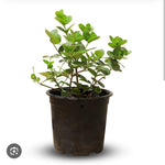 Carissa BWB -PR-SHRUB-W:0-S:18 cms-H:40CM