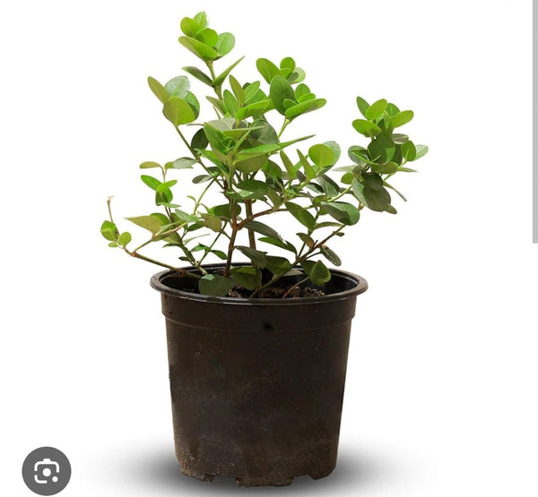 Carissa BWB -PR-SHRUB-W:0-S:25 cms-H:40CM