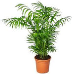 Chamaedorea -IM-Shrub-W:0-S:14 cms-H: 50cms