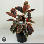 Ficus Ruby - S:25 cm