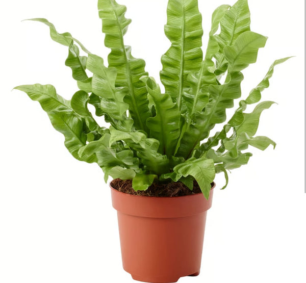 Asplenium Nidus-12 cms pots & 25 cms height