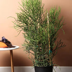 Euphorbia Triculli-IM-Shrub-W:0-S:40 cms