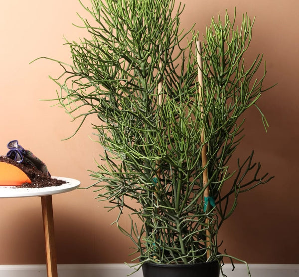 Euphorbia Triculli-IM-Shrub-W:0-S:40 cms