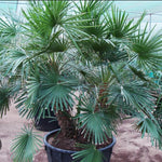 Chamaerops Humilis Singal-IM-Tree-W:0-S:50 cms-H:01 mtrs