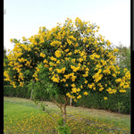 Tecoma stans -IM-Tree-W:1.5Dia-S:50 cms-H:2.5 mtrs