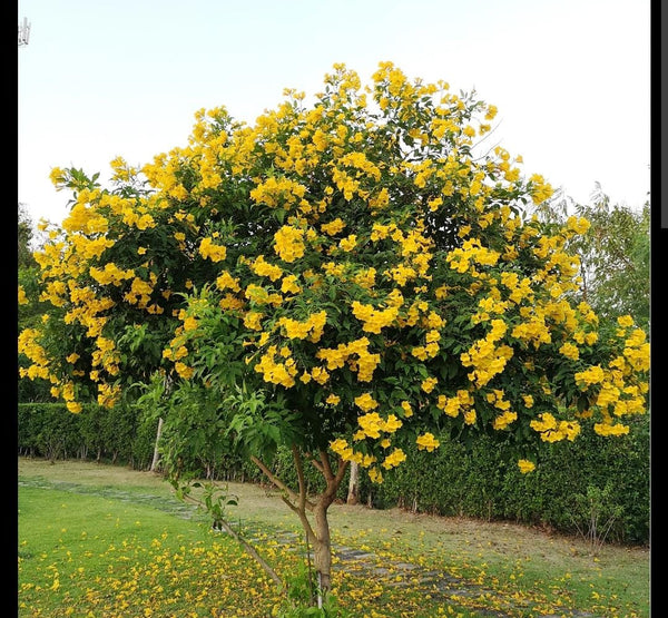 Tecoma stans -IM-Tree-W:1.5Dia-S:50 cms-H:2.5 mtrs