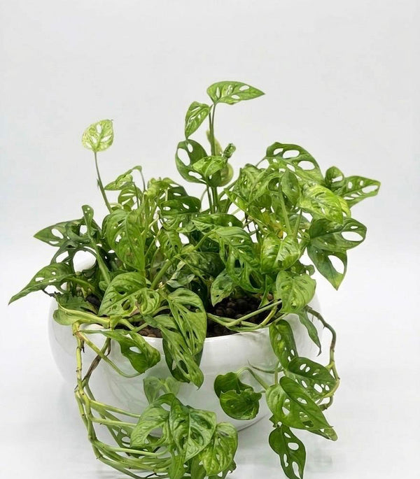 Monstera Premium Ceramic Planter