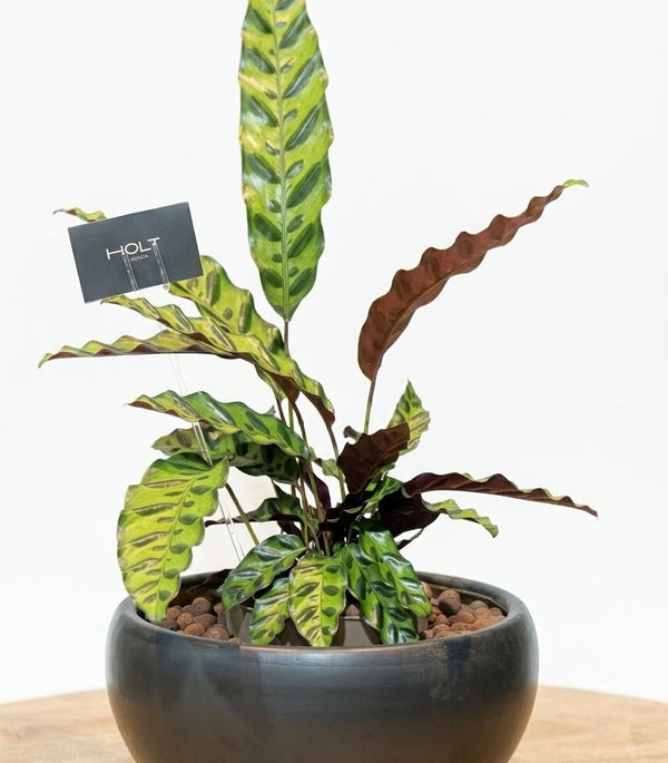 Calathea Lancifolia Premium Ceramic Planter