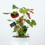 Anthurium Premium White Ceramic Planter
