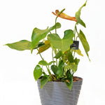 Anthurium Classic Plastic Planter