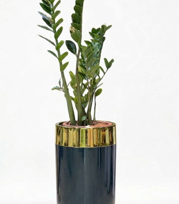 Zamioculcas Classic Plastic Planter