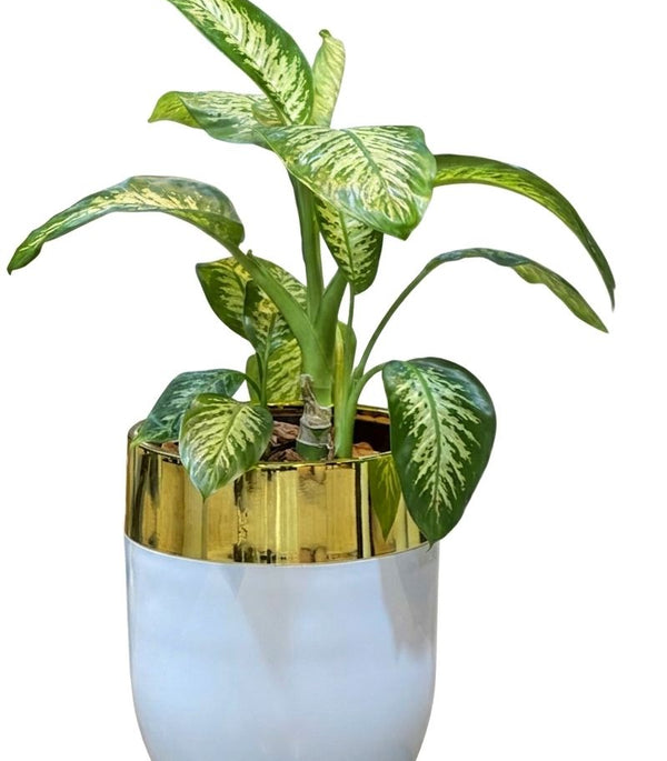Dieffenbachia Premium Polyresin Planter