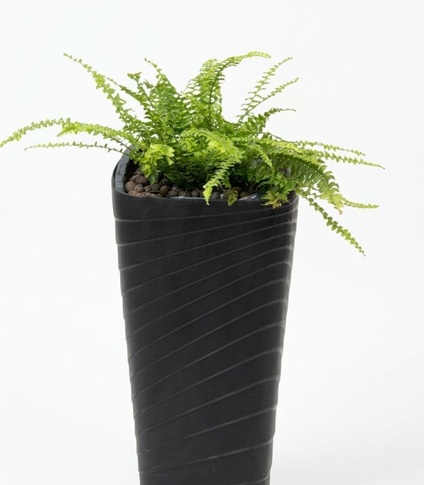 Nephrolepis Classic Plastic Planter
