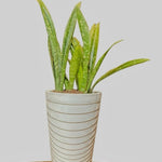 Sansevieria Classic Plastic Planter