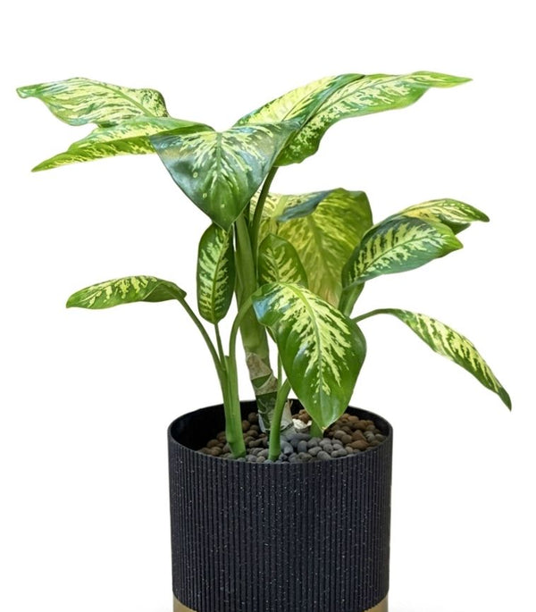 Dieffenbachia Classic Plastic Planter