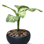 Dieffenbachia Premium Ceramic Planter