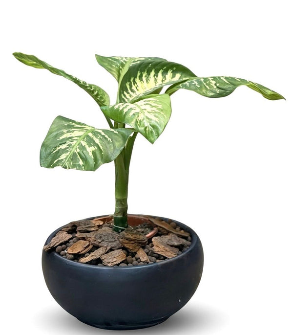 Dieffenbachia Premium Ceramic Planter