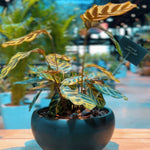 Calathea Lancifolia Premium Ceramic Planter