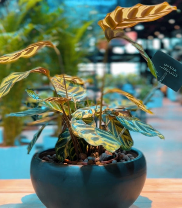 Calathea Lancifolia Premium Ceramic Planter