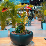 Anthurium Premium Ceramic Planter