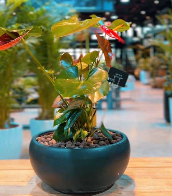 Anthurium Premium Ceramic Planter