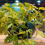 Monstera Premium Ceramic Planter