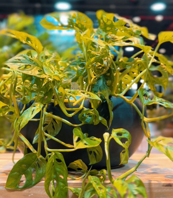 Monstera Premium Ceramic Planter