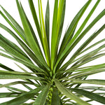Yucca Epreya