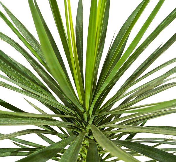 Yucca Epreya