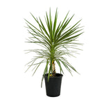 Yucca Epreya