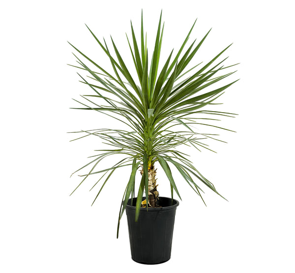 Yucca Epreya