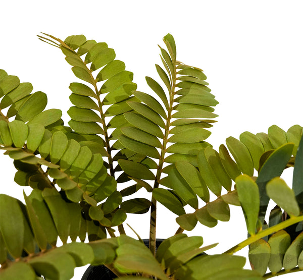 Zamia Furfuracea 18 cms pots - 50 cms height